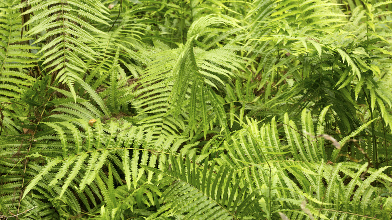 Mass of southern shield ferns