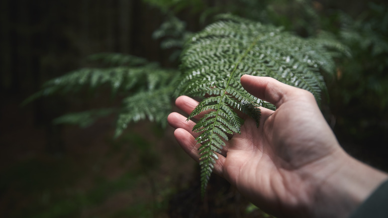 Closeup of hand holding fern frond