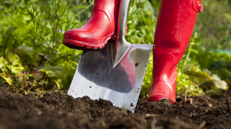 A person wearing red gumboots digging dark soil in a garden border with a shiny spade