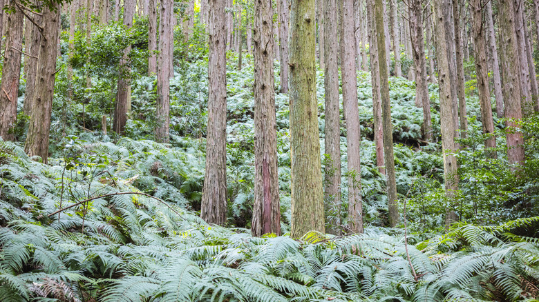 Tree trunks in a forest surrounded by ferns