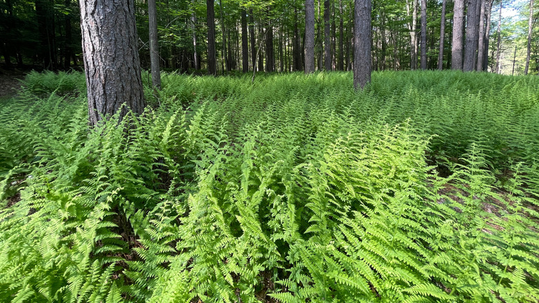 Fern plants covering the ground under a tree