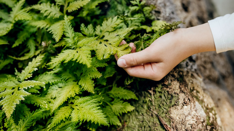 Young girl touching a fern frond