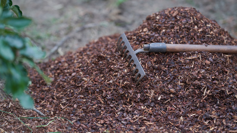 A rake lying on top of mulch