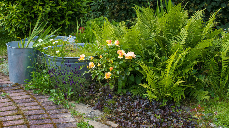 Ferns in ground and various potted plants