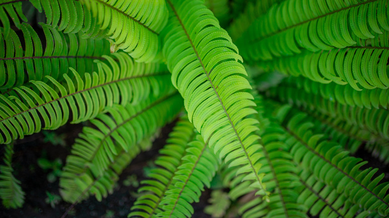 Frond detail of sword fern plant