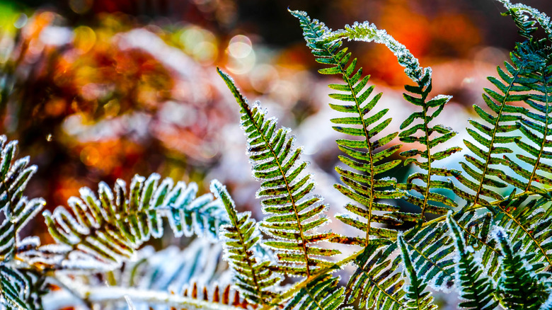 Detail of fern fronds in winter