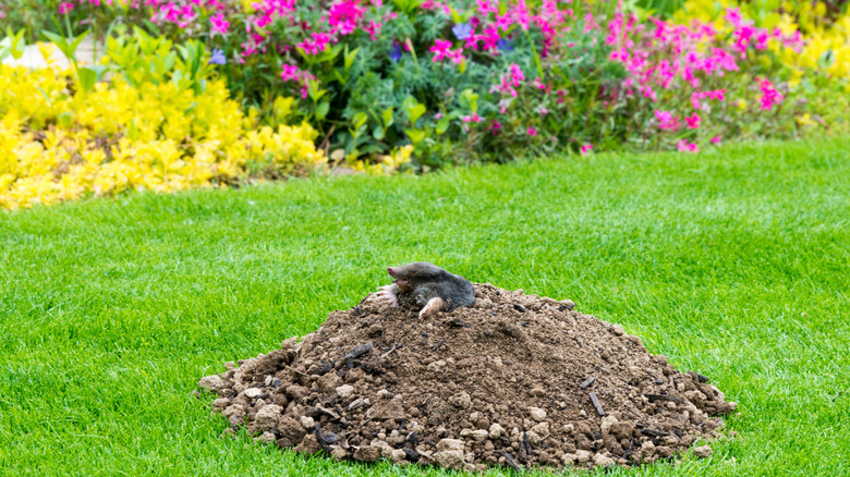 Mole exiting hill in yard