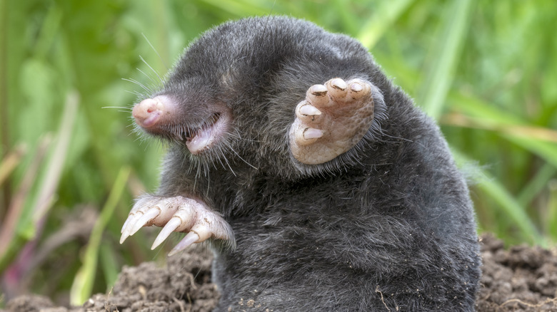 mole digging out of hill