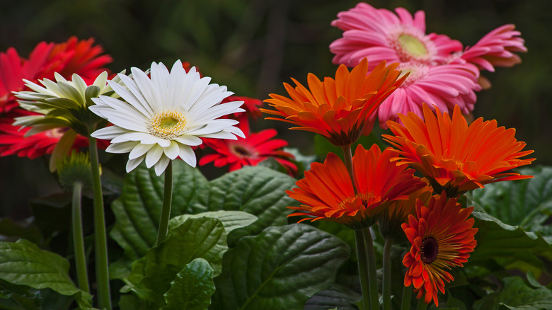 multicolored gerbera daisies in garden
