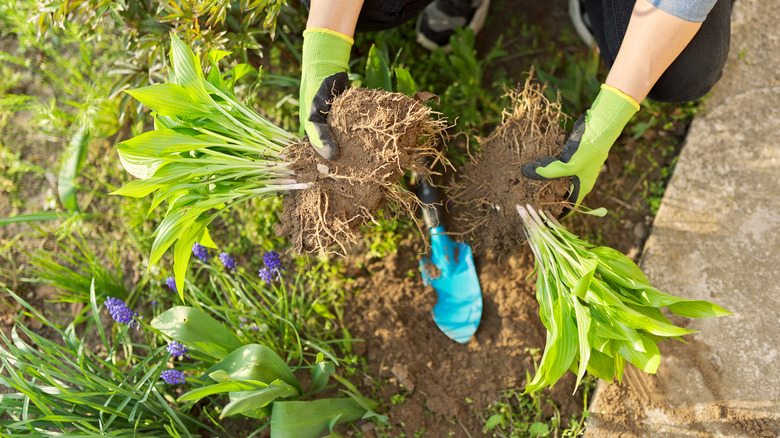 gardener dividing plants