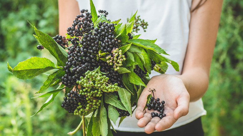 person holding elderberry plant