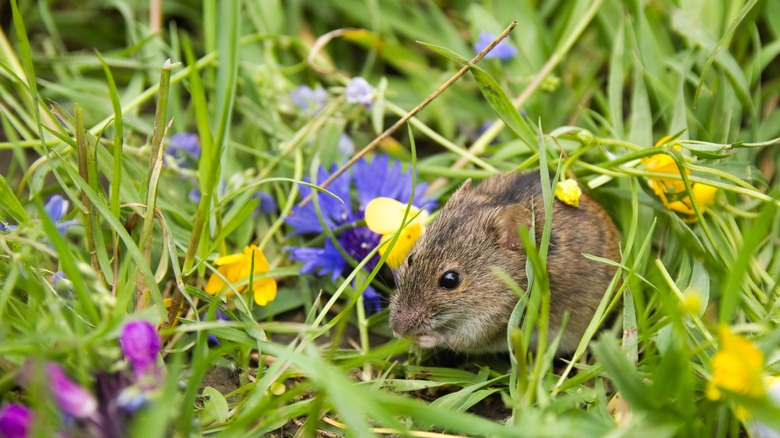 Gray mouse hiding among yellow flowers