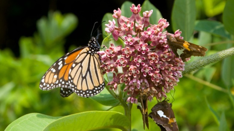 Monarch on milkweed flowers