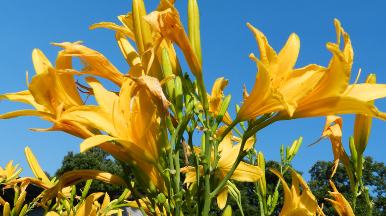 daylillies in sunlight