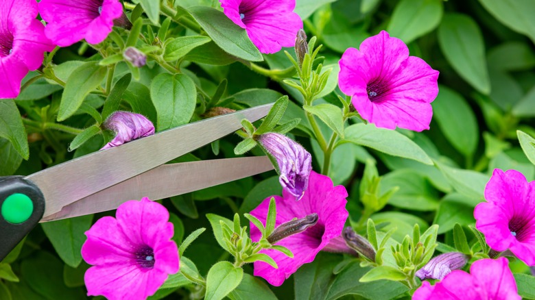 gardener deadheading petunias