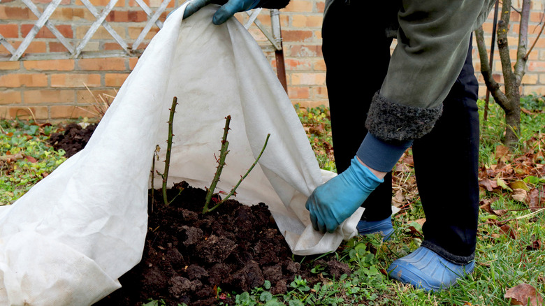 Person covering rose plant in garden