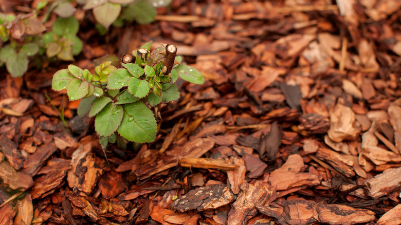 A rose bush surrounded by huge amounts of wood chips as mulch