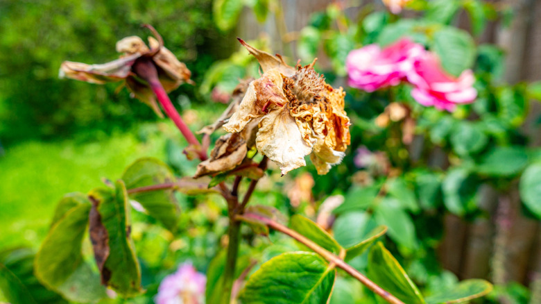 Faded rose flower in a garden