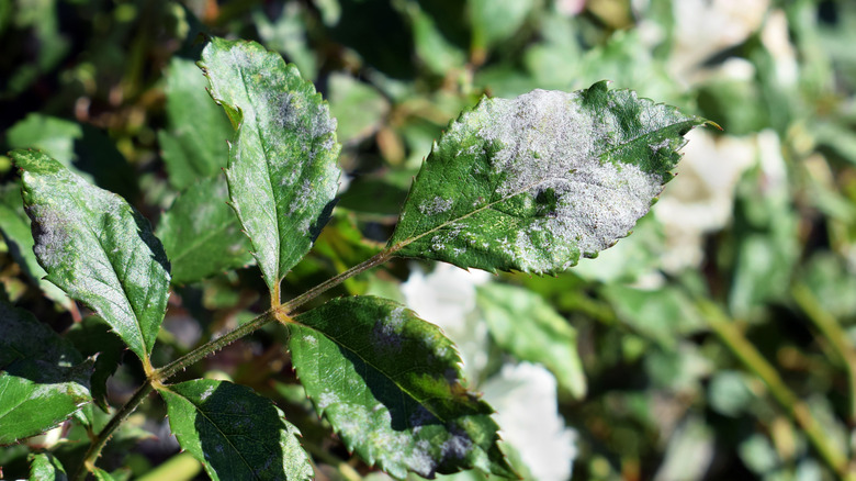 Powdery mildew on rose leaves