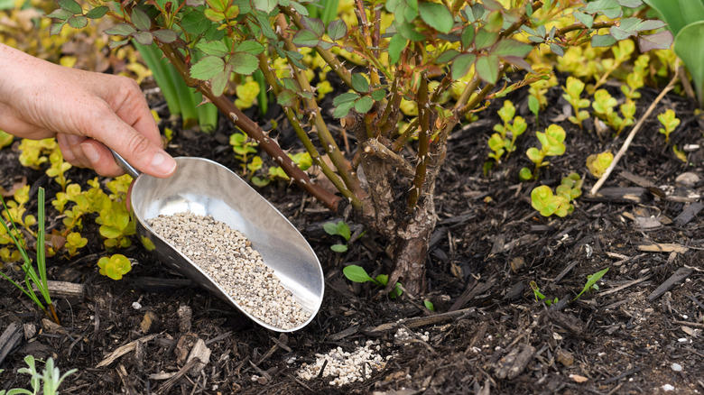 Hand applying fertilizer around rose bush with a scooper