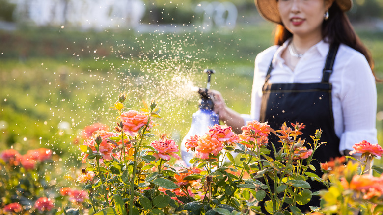 Woman overhead watering roses in a garden