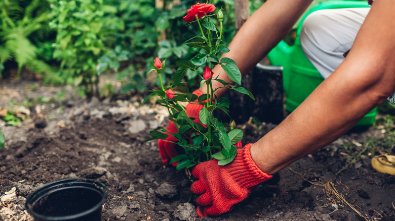 Hands transplanting rose plant from pot to soil in garden