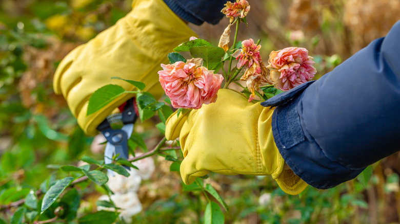 Yellow gloved hands pruning roses in fall