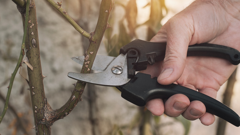 Pruning the stem of a rose bush