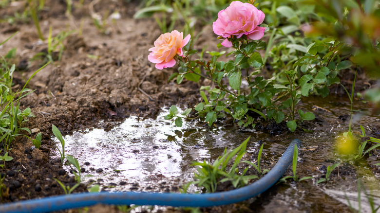 Water puddling around a rose bush in garden