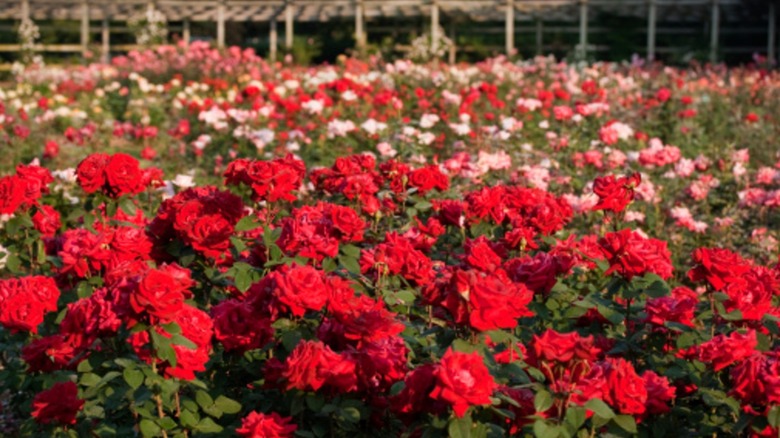 Red roses growing in an overcrowded flower bed