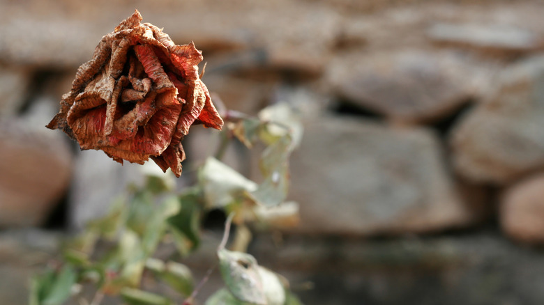 A wilted rose in a garden