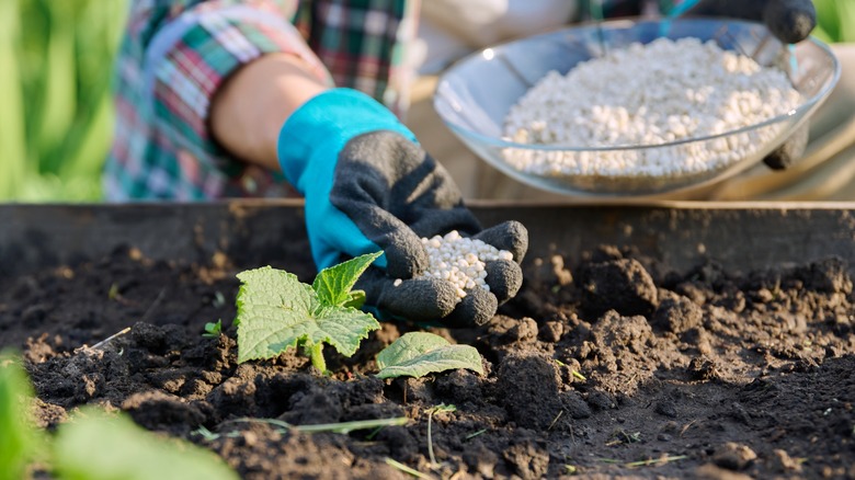 fertilizing cucumber plant