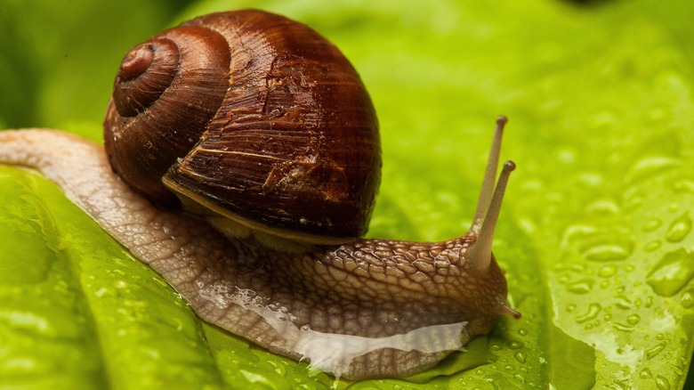Snail on wet leaf