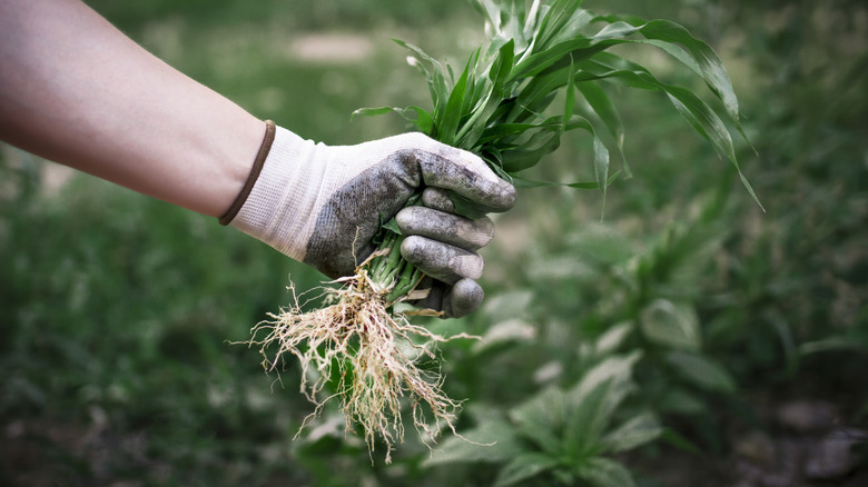 Holding weed pulled from garden