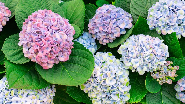 closeup of pink and blue hydrangeas