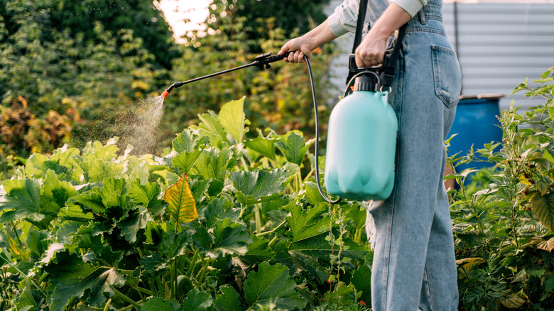 A gardener sprays pesticide on plants.