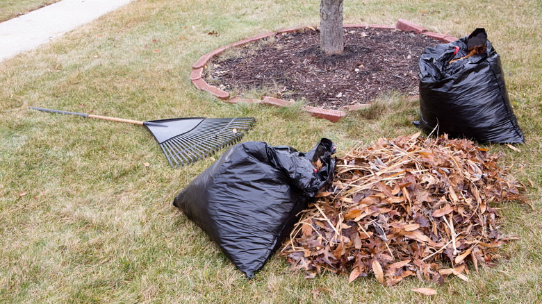 Black bags lean against a pile of raked leaves.