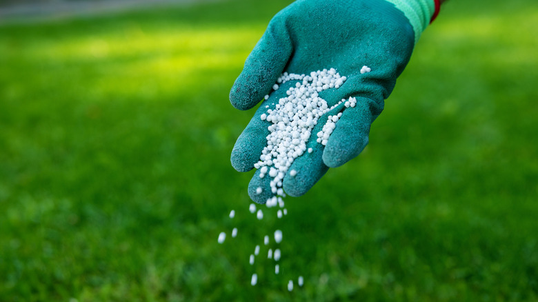 A gardener sprinkles granular fertilizer on lawn.