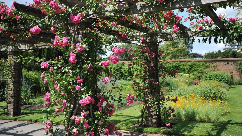 Pergola with pink flowers