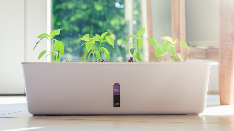 sun box for growing herbs