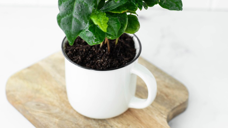 plant in coffee cup
