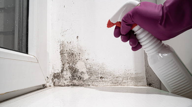 hand spraying mold in corner