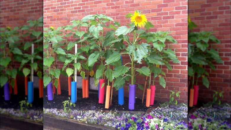 sunflowers with foam supports