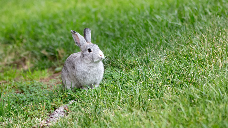 rabbit in garden