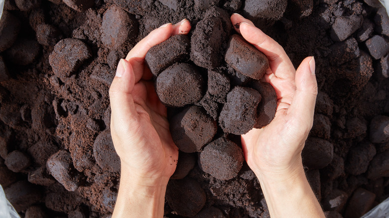 Hands with charcoal briquettes