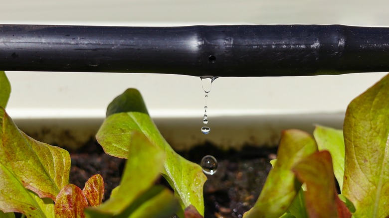 Dripping irrigation system over plants