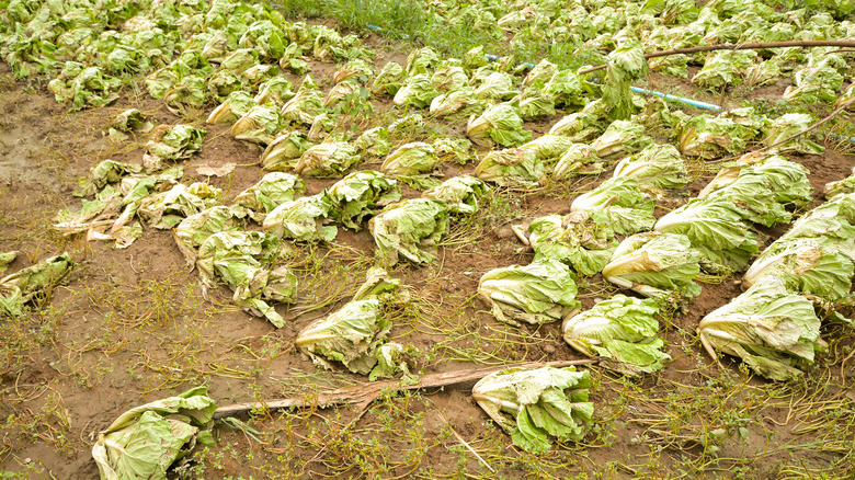 Cabbage destroyed by wind