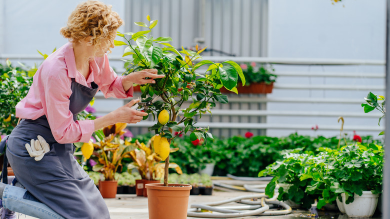 A gardener kneeling 