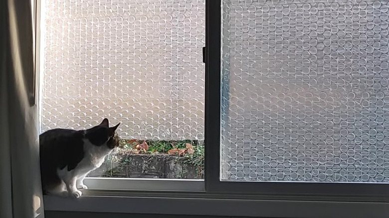 A bubble wrap insulated window 