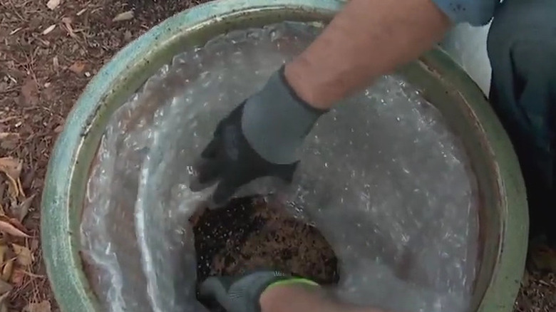 A plant pot containing bubble wrap 